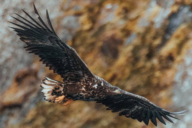 Fjord and Sea Eagle Safari from Sortland - The chance to see Trollfjord