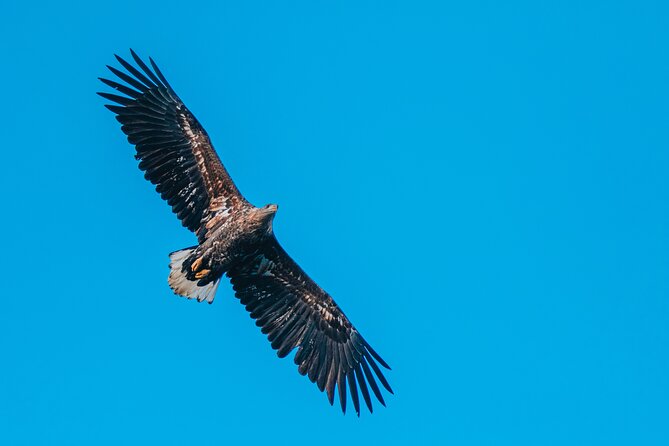 Fjord and Sea Eagle Safari from Sortland - Is the $85.29 price good value?