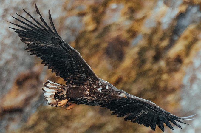 Fjord and Sea Eagle Safari from Sortland - Weather, cancellations, and the tradeoff of booking ahead