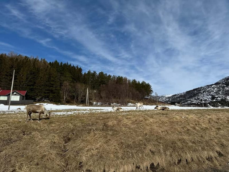 Fjord Foto Tour to Sommaroy (Roadtrip) - Fjords, mountains, and coastal villages