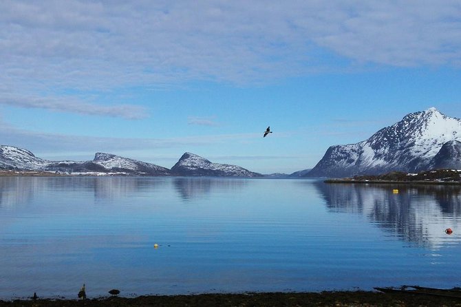 Fjord, Mountain and Wildlife Tour - Ersfjord, Blåmannsvika, and the value of frequent stops