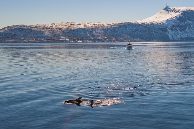 Fjord Safari in the Altafjord - Heading toward the entrance of Langfjord