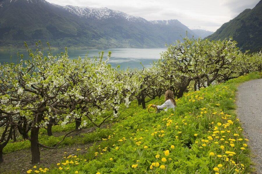 From Bergen: Private Trip to Hardangerfjord - Highway 7, Norway’s Scenic Road