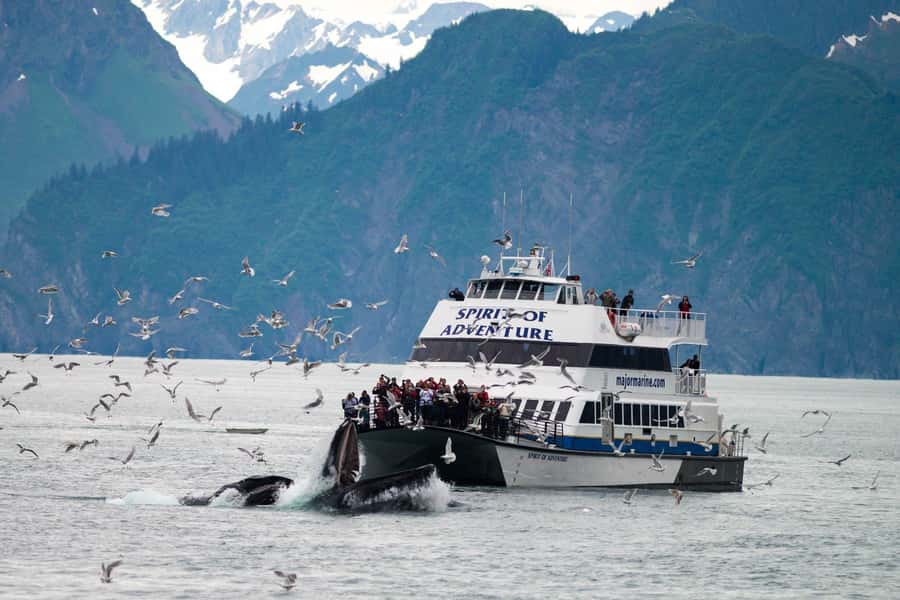 From Seward: Kenai Fjords National Park Cruise with Lunch - Resurrection Bay gives you an easy start