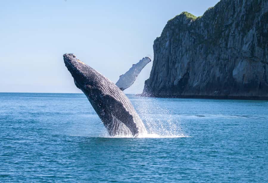 From Seward: Kenai Fjords National Park Cruise with Lunch - Wildlife watching is exciting, but never guaranteed