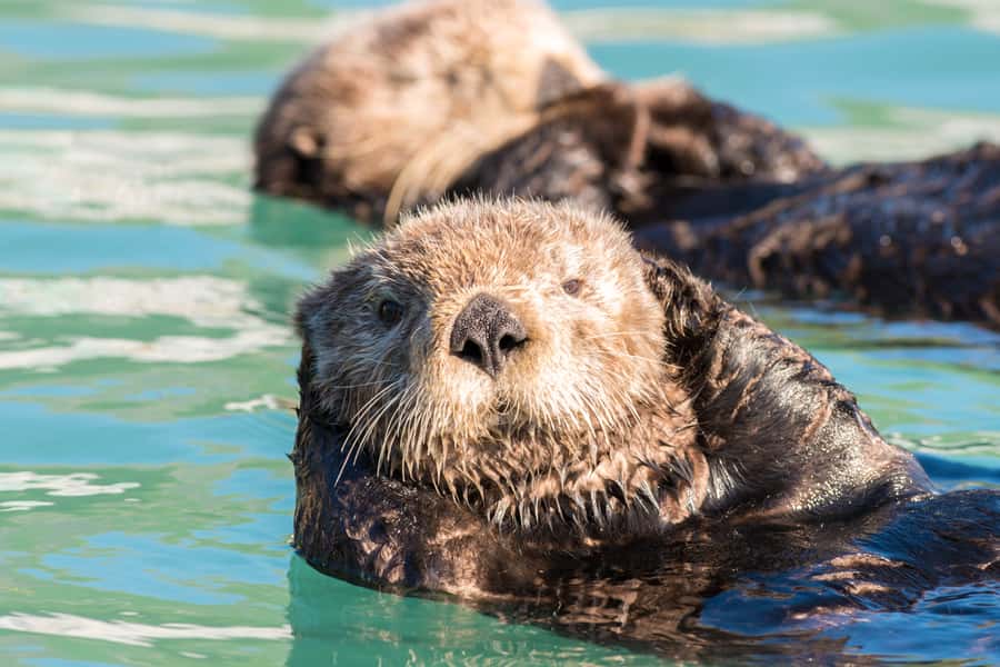 From Seward: Kenai Fjords National Park Cruise with Lunch - Lunch, seating, and the long-boat-day question