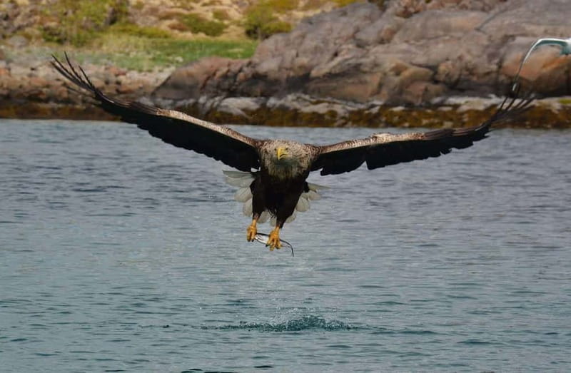 From Svolvær: Lofoten RIB Sea Eagle Safari Trollfjord Cruise - Watching white-tailed sea eagles near Trollfjord