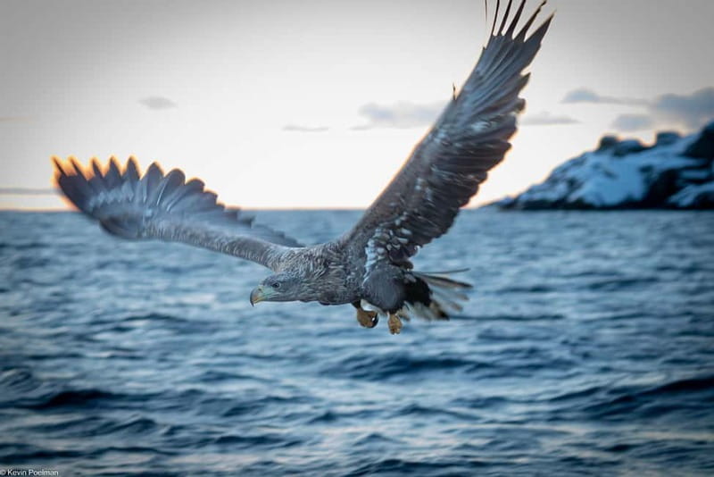 From Svolvær: RIB Boat Lofoten Trollfjord Sea Eagle Safari - From Sjømannsgata 5 to open water