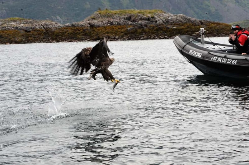 From Svolvær: RIB Boat Lofoten Trollfjord Sea Eagle Safari - Is $125 a fair price?