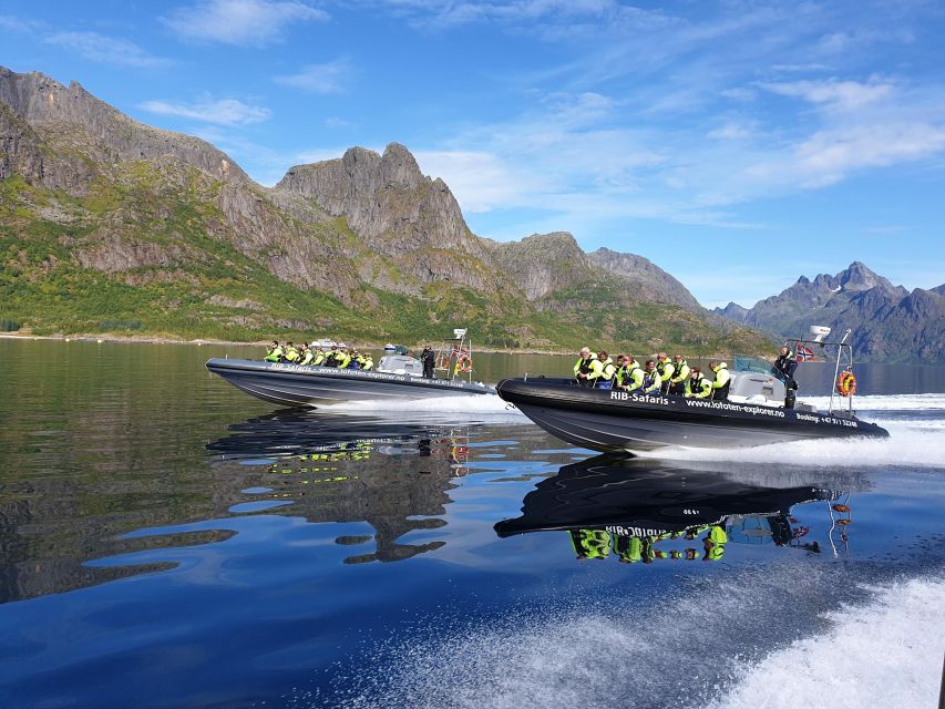From Svolvaer: Trollfjorden Wildlife RIB Cruise - Watching white-tailed eagles from the boat