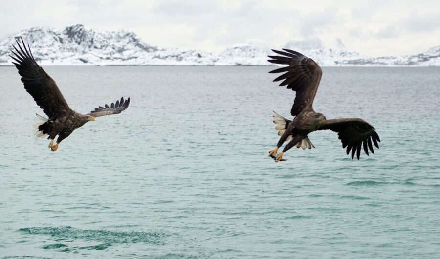 From Svolvaer: Trollfjorden Wildlife RIB Cruise - What the clothing really means in cold weather