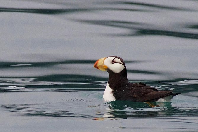 Full-Day Kenai Fjords National Park Cruise - Aialik Bay and the drama of calving ice