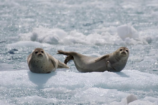 Full-Day Kenai Fjords National Park Cruise - Holgate Glacier adds a second active front