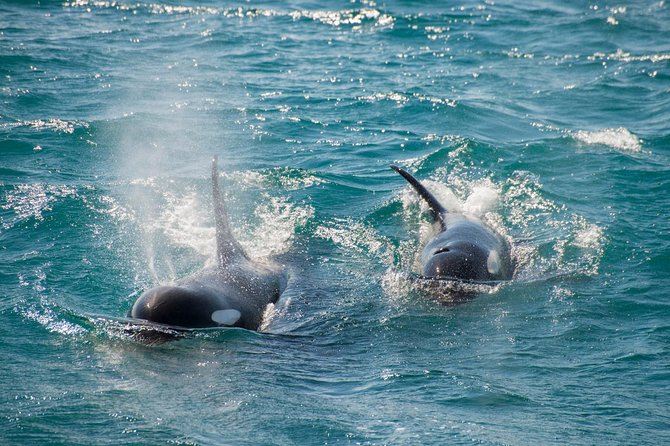 Full-Day Kenai Fjords National Park Cruise - Seabirds and sea lions near the Chiswell Islands