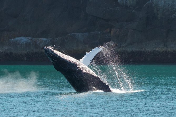 Full-Day Kenai Fjords National Park Cruise - Whales, orcas, and the value of patience
