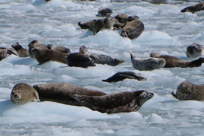 Full-Day Kenai Fjords National Park Northwestern Cruise - Lunch, comfort, and the reality of eight and a half hours