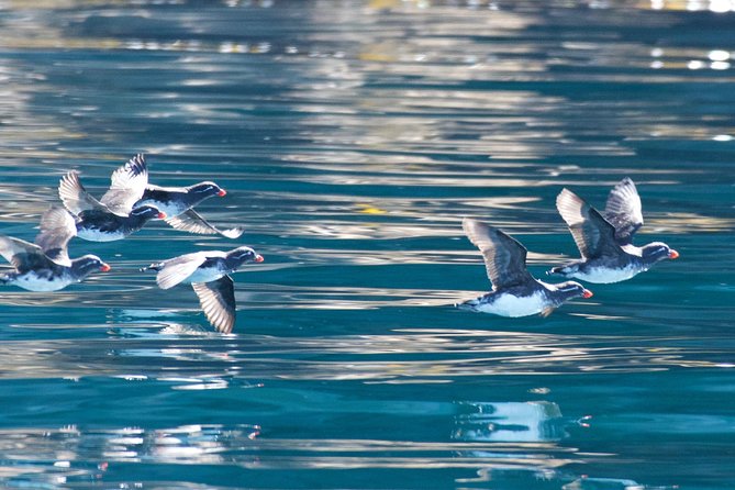 Full-Day Kenai Fjords National Park Northwestern Cruise - Is the $340.13 price good value?