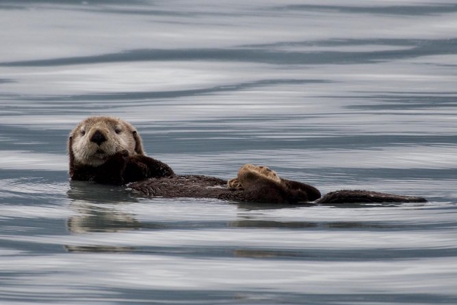 Full-Day Kenai Fjords National Park Northwestern Cruise - Resurrection Bay and the first wildlife search