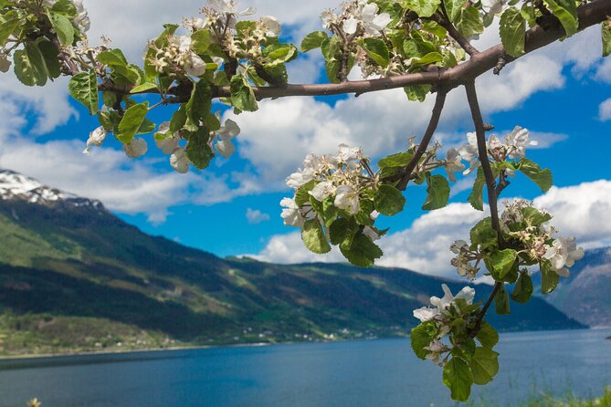 Guided tour to Hardanger Fjord, Waterfalls and Ferry Crossing - Herand Offers a Short Waterfront Pause
