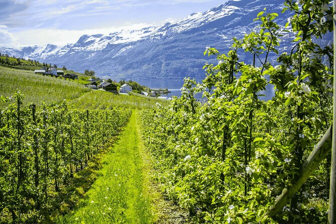 Guided tour to Hardangerfjord with Waterfalls and Ferry Crossing - Why Hardangerfjord makes a good day trip from Bergen