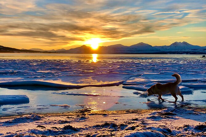 Half-Day Scenic Wildlife & Photographic Fjord Tour. - Why the local connection matters