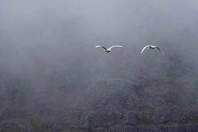 Isafjordur and Westfjords Private Tour - Flateyri, a quiet village with odd little details