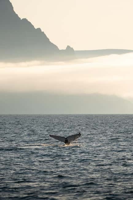 Ísafjörður: Westfjords Whale Watching Boat Tour - Key points to know before you book