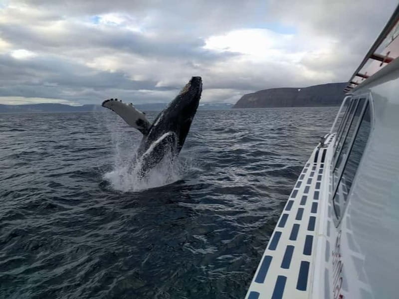 Ísafjörður: Westfjords Whale Watching Boat Tour - Why the guide and captain matter