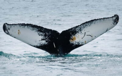 Westfjords Whale Watching Boat Tour