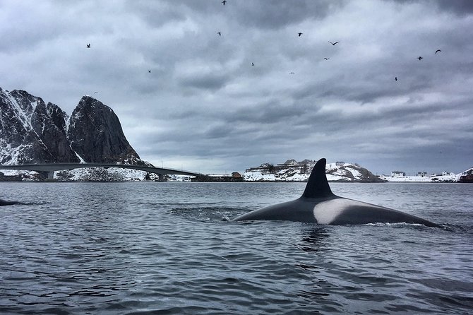 Kayaking in Reinefjorden - Timing, meeting point, and planning your day