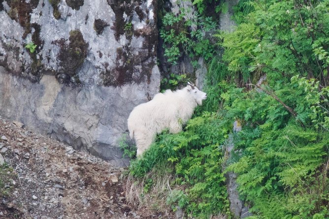 Kenai Fjords and Resurrection Bay Half-Day Wildlife Cruise - Key points at a glance