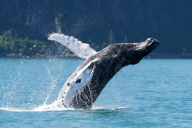 Kenai Fjords and Resurrection Bay Half-Day Wildlife Cruise - The wildlife question: what might you see?