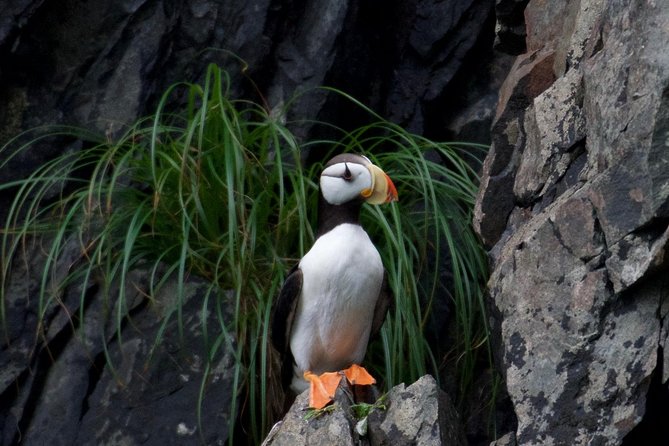 Kenai Fjords and Resurrection Bay Half-Day Wildlife Cruise - A boat built for changing Alaska weather