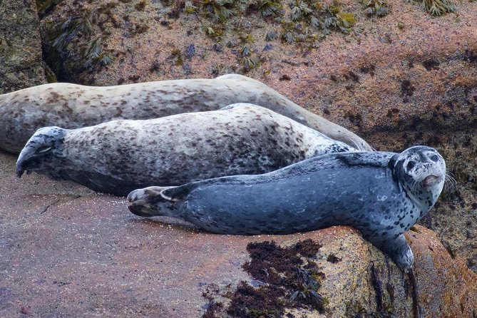 Kenai Fjords and Resurrection Bay Half-Day Wildlife Cruise - Who should book this experience?