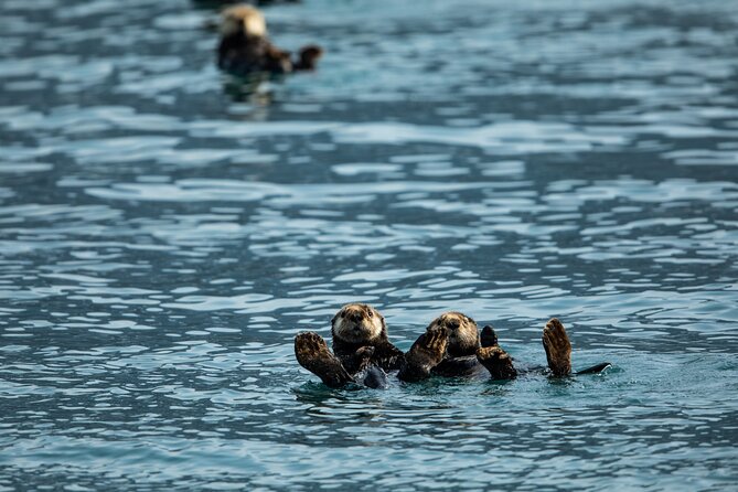 Kenai Fjords National Park Glacier Dinner Cruise from Seward - Wildlife Watching Along the Way