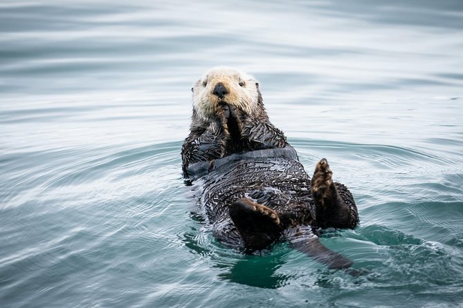 Kenai Fjords National Park Glacier & Wildlife Cruise - Why this Kenai Fjords cruise is worth your time