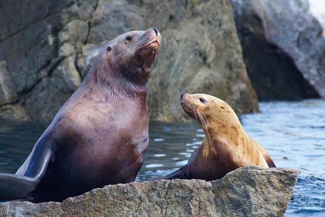 Kenai Fjords National Park Glacier & Wildlife Cruise - Around Cape Aialik and into the park
