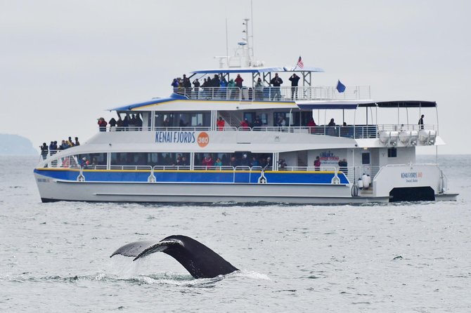 Kenai Fjords National Park Glacier & Wildlife Cruise - Holgate Glacier or Aialik Glacier