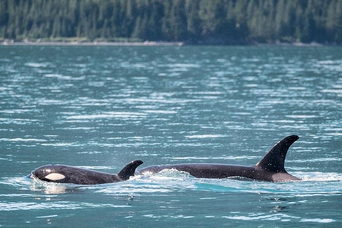 Kenai Fjords Orca Quest Cruise - The hydrophone makes the search more personal