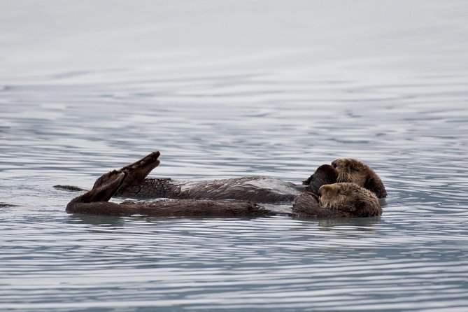 Kenai Fjords Orca Quest Cruise - Expect more wildlife than the name suggests