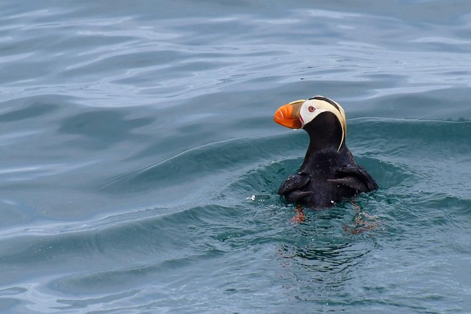 Kenai Fjords Orca Quest Cruise - Who will enjoy this most