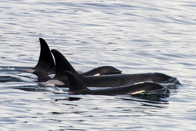 Kenai Fjords Orca Quest Cruise - Kenai Fjords brings wider views and rougher water
