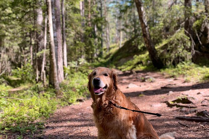 Oslo: Panoramic Fjord Hike Lead by a Local Guide and Dog - Campfire Food and Norwegian Hygge