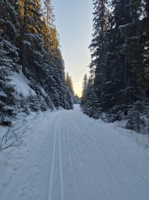 Panoramic Peaks – Oslo’s Most Beautiful Fjord Views Hike - From Oslo’s tiger statue to the northern woods