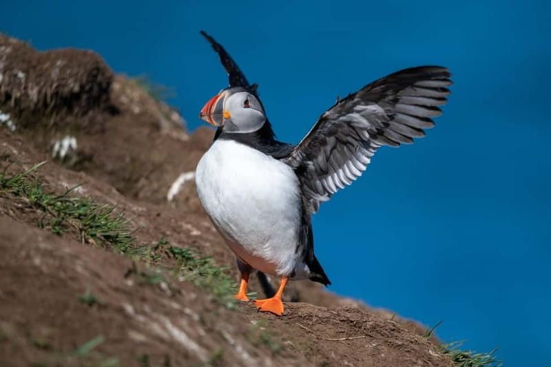 Puffin & Gufufoss Waterfall Tour from Seydisfjordur Port - Key points to know before you book