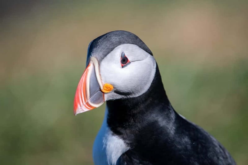 Puffin & Gufufoss Waterfall Tour from Seydisfjordur Port - Borgarfjordur Eystri, a village at the end of the road