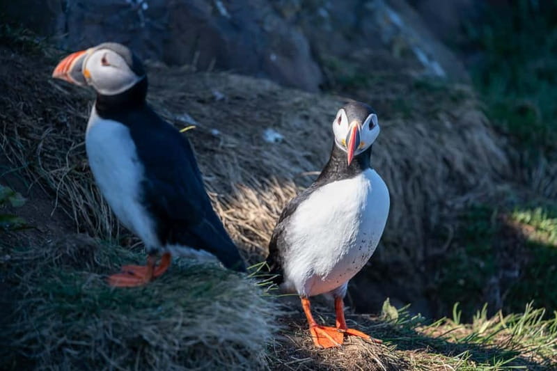 Puffin & Gufufoss Waterfall Tour from Seydisfjordur Port - Who should choose this excursion?