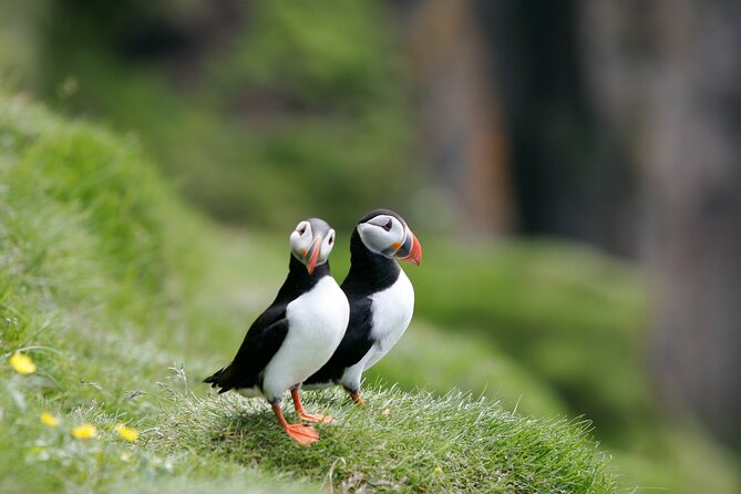 Puffin Watching and Gufufoss Waterfall Tour from Seydisfjordur - Key points to know before you book