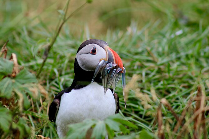 Puffin Watching and Gufufoss Waterfall Tour from Seydisfjordur - Why the puffin stop is worth the long ride