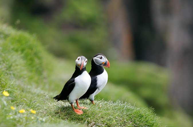 Puffin Watching and Gufufoss Waterfall Tour from Seydisfjordur - Gufufoss is pretty, but keep expectations modest